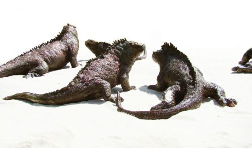 Iguanes au soleil