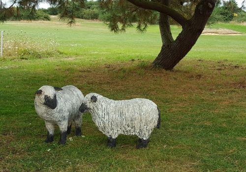 Moutons Lancieux